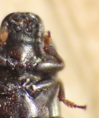 Blapstinus metallicus