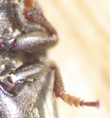 Blapstinus metallicus