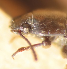 Blapstinus metallicus
