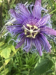 Passiflora