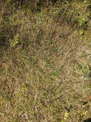 Danthonia intermedia