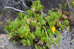 Centella triloba