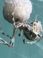 Parasteatoda tepidariorum
