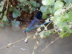 Calopteryx syriaca