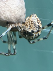 Parasteatoda tepidariorum