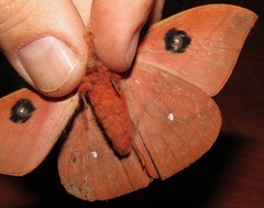 Automeris kopturae