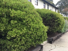 Arctostaphylos densiflora