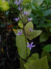 Petrea volubilis