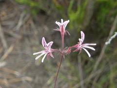 Pelargonium caledonicum