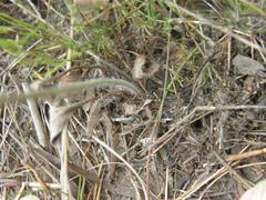 Pelargonium caledonicum