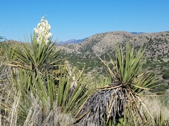 Yucca baccata brevifolia