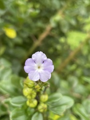 Duranteae