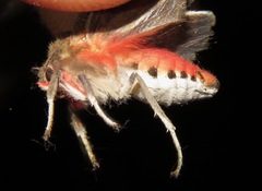 Bertholdia philotera