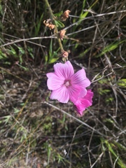 Sidalcea malviflora