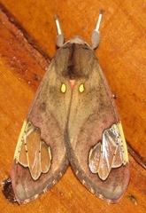 Image of Bertholdia philotera