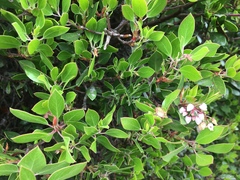 Arctostaphylos densiflora