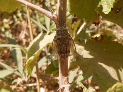 Cicadatra
