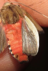 Bertholdia philotera