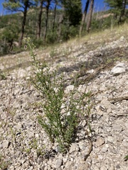 Galium fendleri