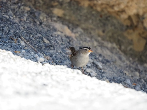 White-crowned Sparrow photographed in Nevada