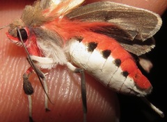 Bertholdia philotera