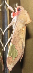 Bertholdia philotera