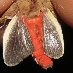 Bertholdia philotera