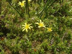 Cullumia setosa setosa