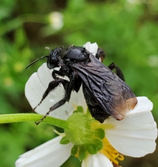 Bombus pensylvanicus image