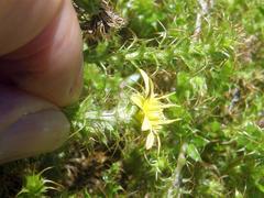 Cullumia setosa setosa