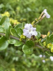 Duranteae