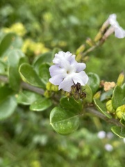Duranteae