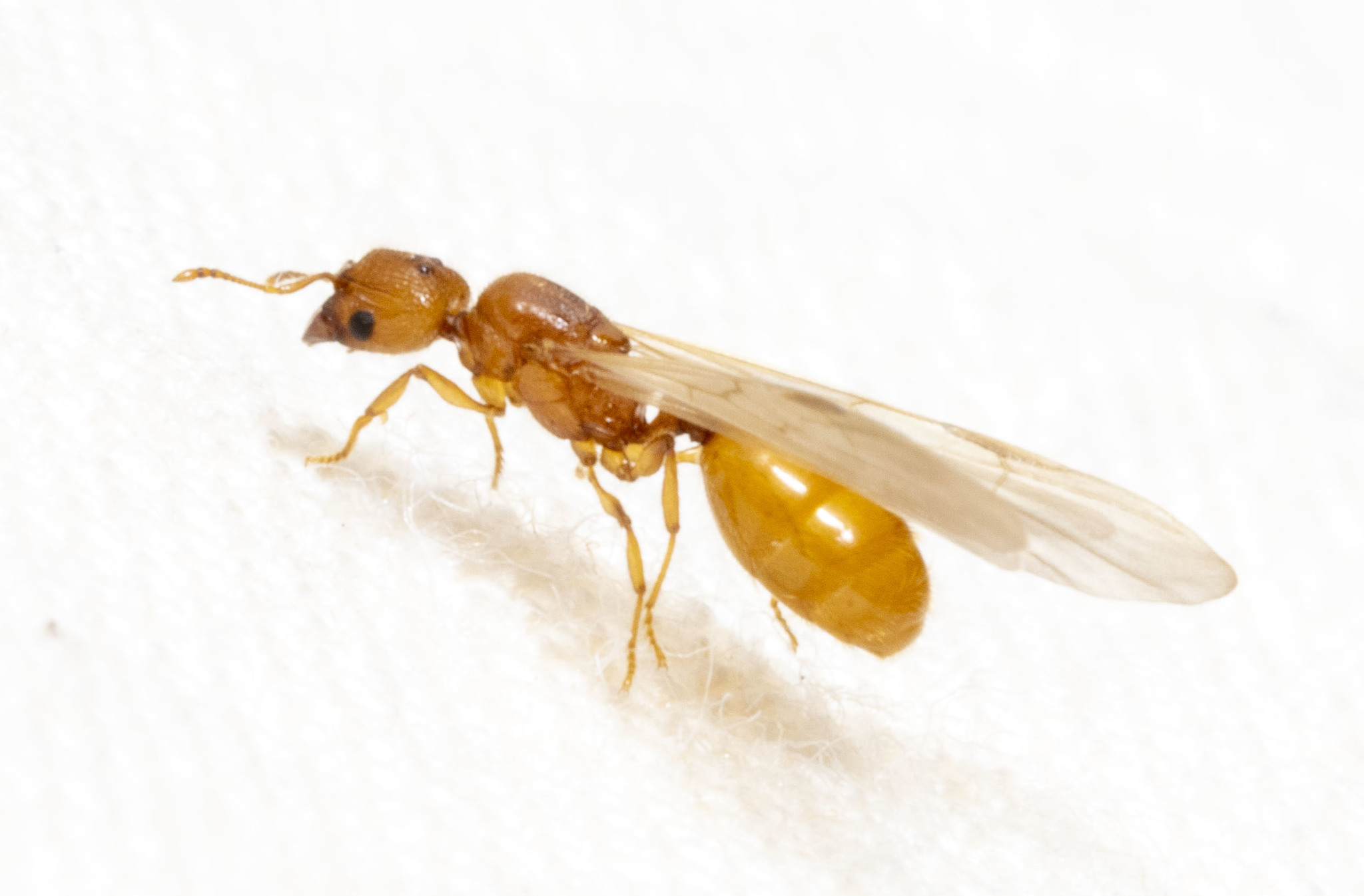 Pheidole pelor