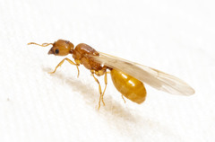 Pheidole lamia