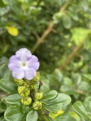 Duranteae