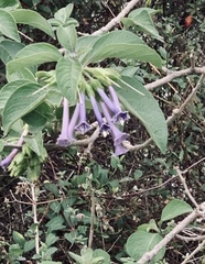 Iochroma