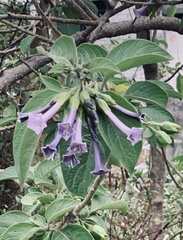 Iochroma