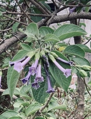 Iochroma