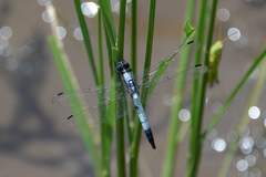Orthetrum albistylum