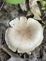 Cortinarius subpulchrifolius