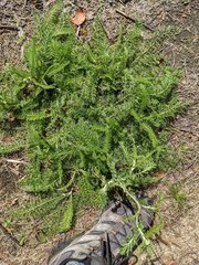 Achillea millefolium borealis