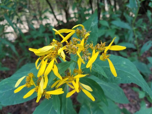 Yellow Crownbeard (Verbesina occidentalis)
