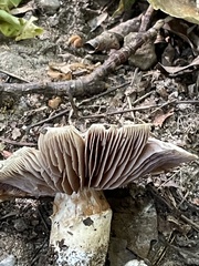 Cortinarius subpulchrifolius