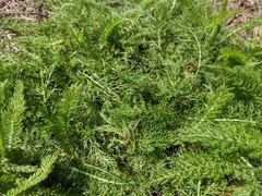 Achillea millefolium borealis