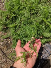 Achillea millefolium borealis