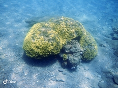 Turbinaria reniformis