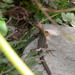 Takydromus tachydromoides