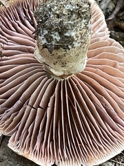 Cortinarius subpulchrifolius