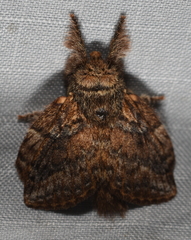 Euglyphis lacrimosa