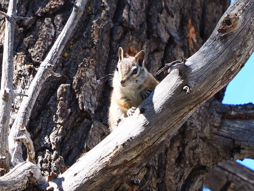 Palmer's Chipmunk